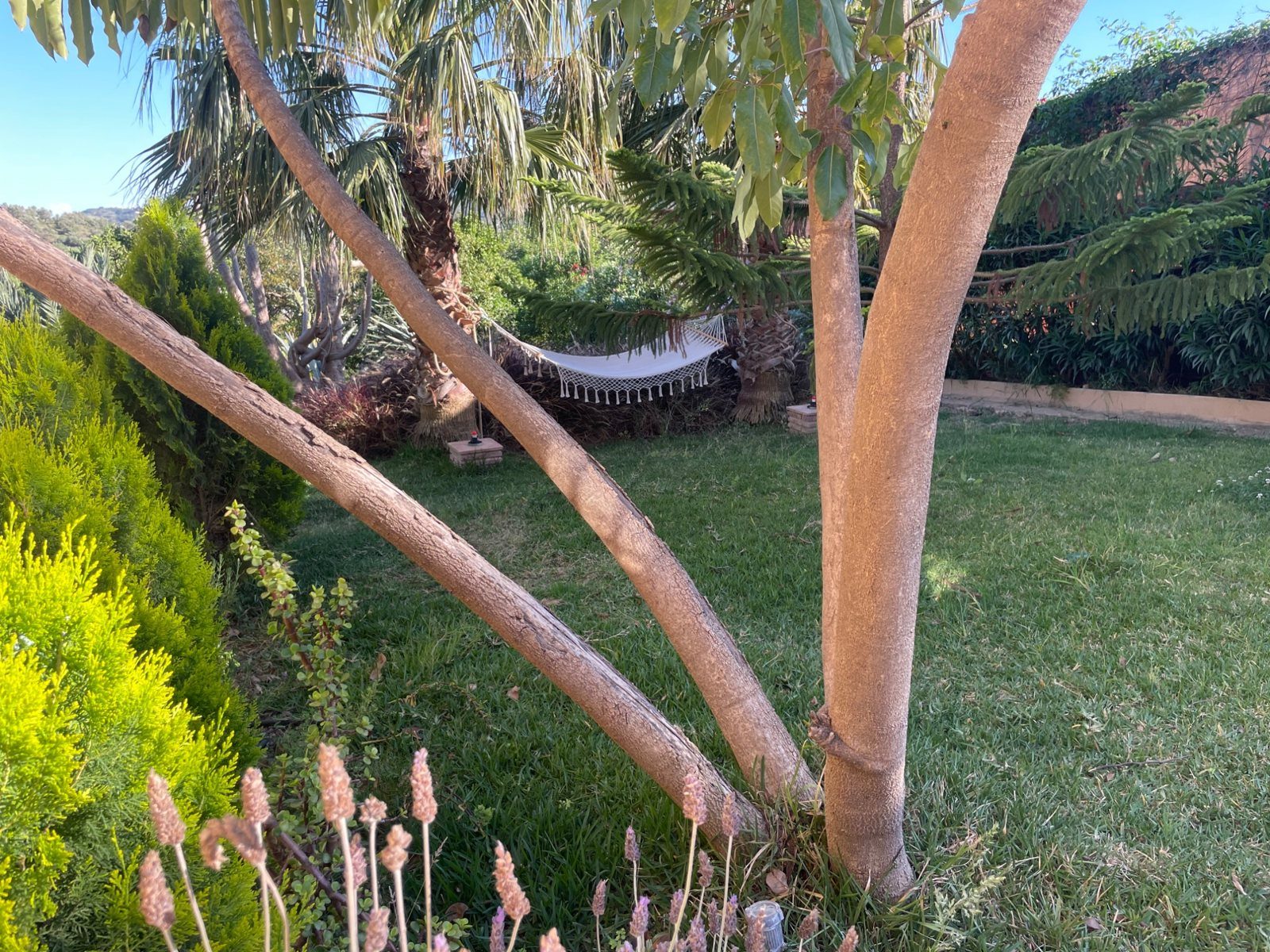 Trädgården på Casa Eden: en vit hängmatta med fransar mellan palmer, sedd mellan släta ljusa trädstammar, med grön gräsmatta, lavendel i förgrunden och skogklädda kullar i bakgrunden.